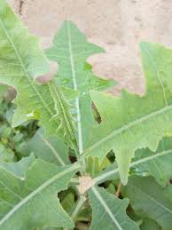 Image result for Launaea