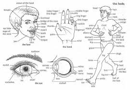 Ankle, aorta, back, backwards, bite, blue+eyes, body, body parts, bone, brain, brown eyes, butt, calf, calves, cartoon eyes. Human Body Parts Vocabulary English Learn Site