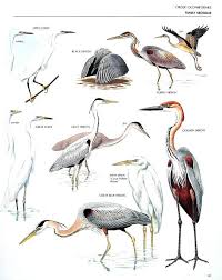 Vintage Bird Print Little Egret Gray Heron Purple Heron Goliath Heron Great Blue Heron Black Heron 1990 Vintage Bo Bird Prints Coastal Birds Heron Art