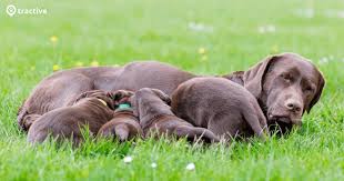 Was ist eine schufa und wozu braucht man sie? Laufigkeit Beim Hund Anzeichen Verlauf Zyklusphasen