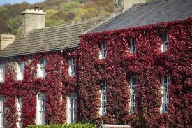 Could this be virginia creeper and boston ivy, perhaps something else or different cultivars, any gardeners out there have any idea what it is and. Gardening 101 Boston Ivy Gardenista