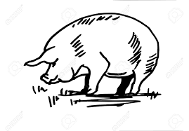 Whether you want to draw a realistic pig or a cartoon one, the key is to outline the general shapes before adding in the details. Pig Silhouette Realistic Drawing Drawing Royalty Free Cliparts Vectors And Stock Illustration Image 110536144