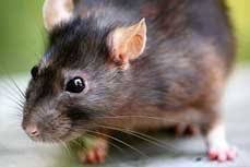 Let us put your pest to rest and god bless!! 1 Roseburg Pest Control Or Roseburg Pest Control
