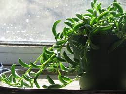 This hardy perennial brings a lush, tropical look to the garden all year round with its lush, strappy foliage and bold coloured blooms and needs little care once established. 22 Shade Tolerant Succulents To Grow Where Nothing Grows Balcony Garden Web