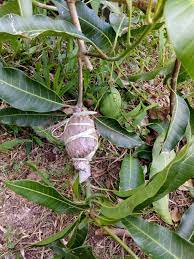 Cara menanam pokok mangga dalam pasu pot harumanis perlis. Dunia Blogku Aliahdahlia Tut Pokok Mangga