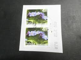 Image result for Dissotis princeps