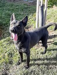 Find your new best friend below—or adopt at a petco store. Dogs For Adoption Near California Ca Petfinder