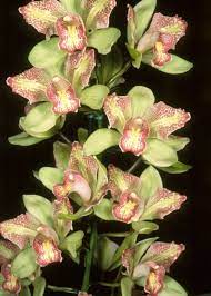Pin On Orquideas