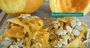 Maybe you would like to learn more about one of these? Healthy Snacks Saving Pumpkin Seeds To Eat Rockin W Homestead
