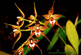 Image result for Rogiera cordata