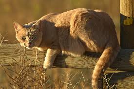 A cat that has had a stroke may exhibit symptoms close to what humans usually call depression. Heatstroke In Cats Symptoms Causes Diagnosis Treatment Recovery Management Cost