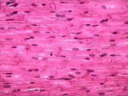 Pin By Kaja Urbanska On Zapisane Na Szybko In 2021 Muscle Cardiac Muscle Cell Histology Slides