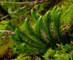 Image result for Huperzia bampsiana