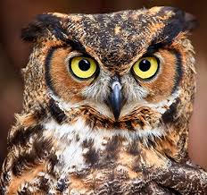 à¤‰à¤² à¤² à¤¸ à¤œ à¤¡ à¤¬ à¤¹à¤¦ à¤†à¤¶ à¤šà¤° à¤¯à¤œà¤¨à¤• à¤œ à¤¨à¤• à¤° à¤¯ Facts About Owl In Hindi The video on demand platform is currently available for android, ios.