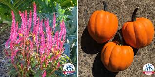 Us Two New Varieties Earn Aas Winner Award