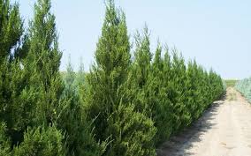 Spartan juniper trees are a narrow cultivar of chinese juniper, juniper chinensis. Spartan Juniper 2 5 Quart Tree Coniferous Privacy Trees Togogarden