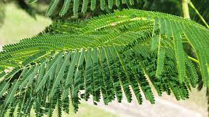 Subsequently, your oak tree and the plants beneath it may be watered again over the course of the summer, but never more frequently than once a month. Poinciana Trees By Brisbane Trees Arborist David Taylor Brisbane Trees And Gardens