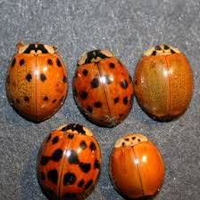 Multicolored Asian Lady Beetle Wisconsin Horticulture