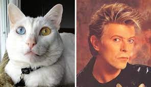 David Bowie S Legacy Lives On In These Perfectly Named Pets Pets Animals David Bowie