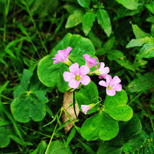 Image result for Oxalidaceae