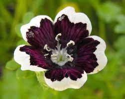 Alstroemeria flowers are known by many names such as the peruvian lily, lily of the incas and parrot lily. Magnificent Types Of Black Flowers With Pictures And Names