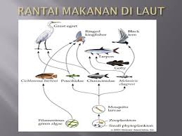 Hubungan ini sendiri terjadi antara unsur hayati dan juga unsur non hayati yang membentuk sebuah sistem ekologi yang membuat pola interaksi tersebut. Nama Faradella Brw Kelas 4d Ppt Download