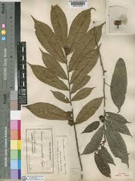 Image result for Uvariastrum germainii