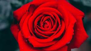 اجمل ورود الحب ورود حب وغرام ورود رومانسية جدا Zina Blog Rose Flower Photos Close Up Photography Rose Pictures
