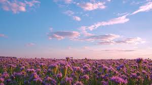 You can also upload and share your favorite flower field wallpapers. Purple Flowers Aesthetic Desktop Wallpaper Novocom Top
