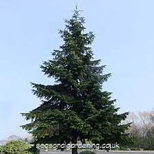 Conifers rock island, il(zone 5b) apr 25, 2006. Abies Fir Trees How To Plant Grow And Care For Trees