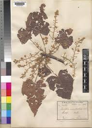 Image result for Sterculia appendiculata