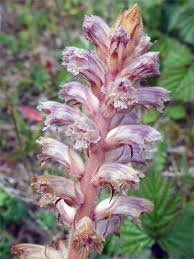 Image result for Orobanche minor