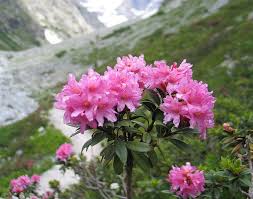Rhododendron Ferrugineum Rhododendron Ferrugineum Alpine Flowers Rhododendron