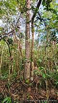 Image result for Terminalia kilimandscharica