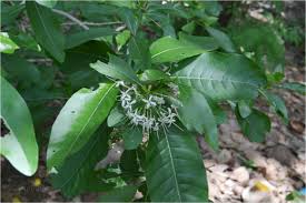 Image result for Pavetta sp. B