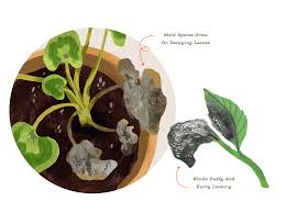 Mold growing on the houseplants' soil or on the actual leaves of the plant is both harmful for the members of the household and for the plants. Bugging Out Tackling Common Houseplant Pests And Diseases