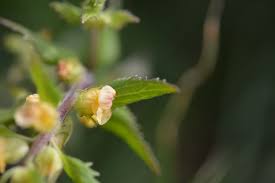 Image result for Alectra sessiliflora