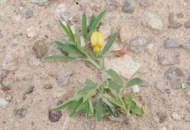 Image result for Crotalaria lachnophora