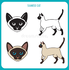 Suyaki siamese kittens siamese kittens for sale miami florida u.s.a. Siamese Cat Set Face And Body Vector On A White Background Siamese Cat Vector Illustration Stock Vector Illustration Of Black Funny 70083498