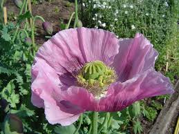 When should you plant the seeds? How To Grow Poppies A Cottage Garden Favorite Dengarden