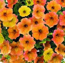 Pin On Window Boxes