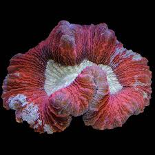 How many corals are dead? Brain Coral Trachyphyllia Saltwater Aquarium Corals For Marine Reef Aquariums