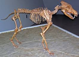 Dire Wolf Wikipedia