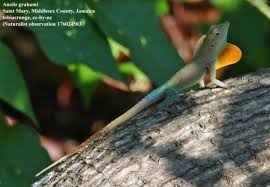 Image result for Anagallis gracilipes