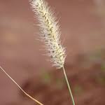 Image result for Cenchrus polystachios