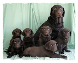 Tuna Turedi Adli Kullanicinin Labrador Retriever Panosundaki Pin