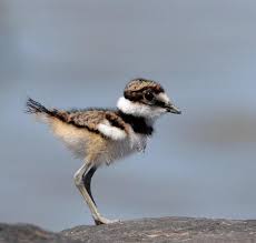 Big Black Bird With White Ring Around Neck Baby Killdeer Charadrius Vociferus Only Has 1 Black Ring Around Its Neck They Develop A 2nd As Adults Killdeer Birds Sea Birds