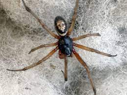The bite feels like a pinprick, so you may not notice it. The 15 Biting Spiders That Live In The Uk And How To Spot Them From The Docile To The Deadliest Daily Record