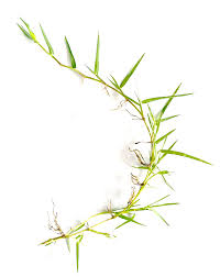 Image result for Panicum repens