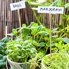 Read honest and unbiased product reviews from our users. Grow Your Own An Easy Way To Get Your Kids To Eat Their Greens